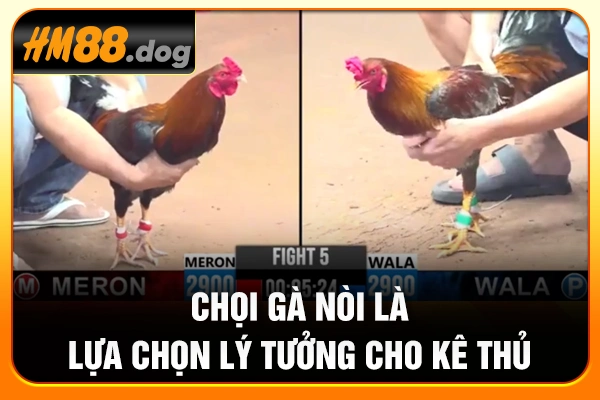 Chọi gà nòi là lựa chọn lý tưởng cho kê thủ Chọi gà nòi là lựa chọn lý tưởng cho kê thủ